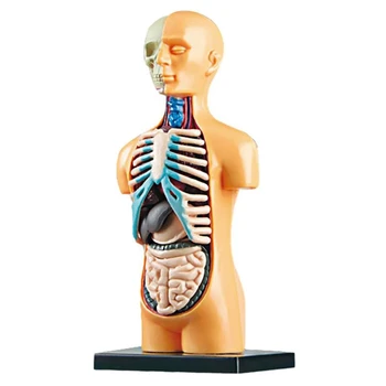 3D Свалящ се Анатомическая Модел от Тялото на Човека Торса За Обучение Играчка Структурата на Човешкото Тяло, Обучение на Дете, на Дете, Ученик